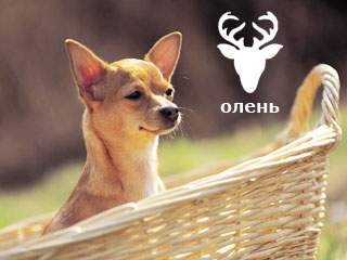 Оленья голова 