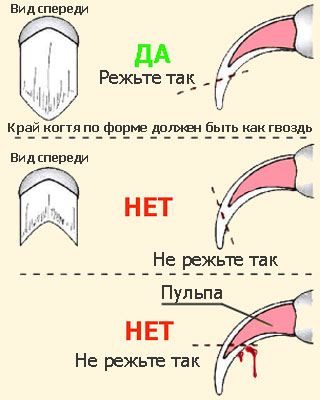 На изображении показано, как правильно стричь когти 