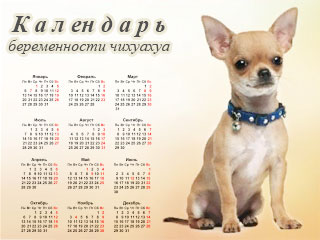 Календарь беременности чихуахуа 