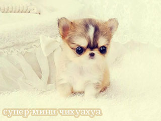 крошечный щенок чихуахуа 