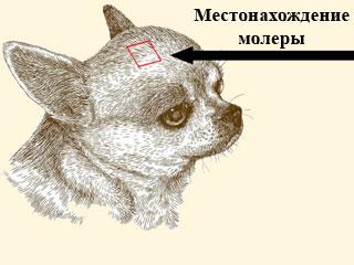 Примерное место, где располагается молера у чихуахуа 
