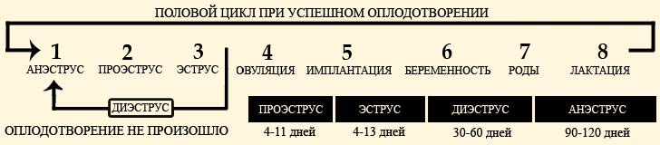 Схематическое изображение полового цикла у чихуахуа