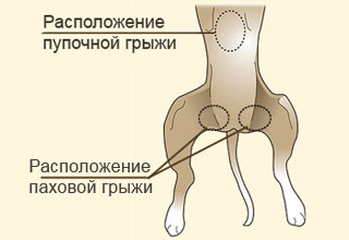 Место расположения паховой и пупочной грыжи у чихуахуа