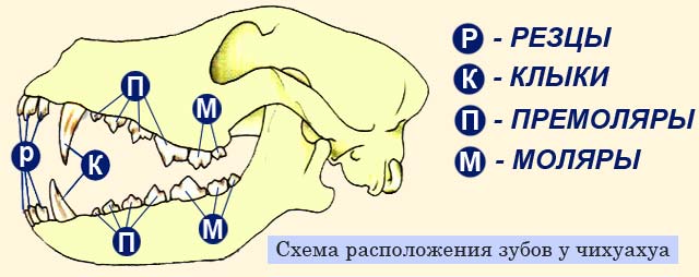 Схема расположения и типы зубов у чихуахуа