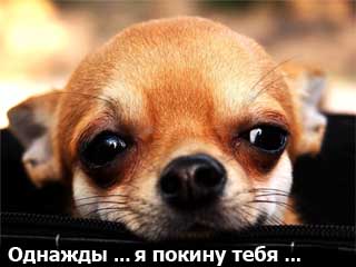 В среднем чихуахуа живут 12-16 лет 
