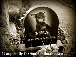Чихуахуа жила практически 15 лет 
