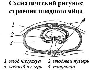 Схематический рисунок строения плодного яйца 