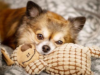Судорожные приступы у чихуахуа фиксируются чаще, чем у крупных пород собак