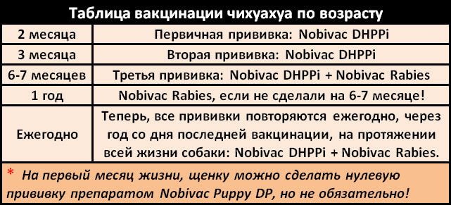 График прививок чихуахуа по возрасту 