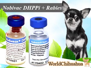 Для иммунизации чихуахуа применяется вакцина Nobivac DHPPi и Rabies 