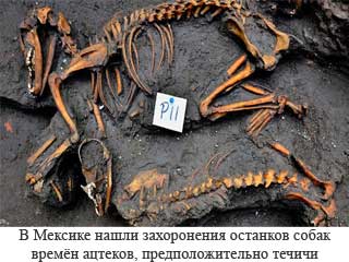 Захоронения древних собак в Мексике происхождения времен ацтеков 